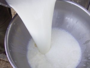 Milch: Ernährung mit fettreichen Milchprodukten kann Lebensjahre kosten. Bild: almotti/pixelio.de