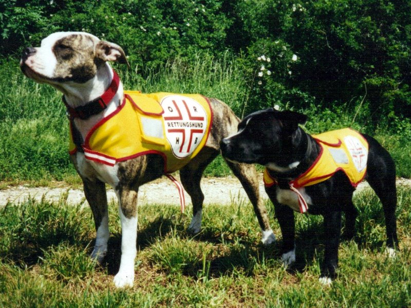 Staffordshire Bullterrier (rechts) und American Pit Bull Terrier im Dienst der Österreichischen Rettungshundebrigade