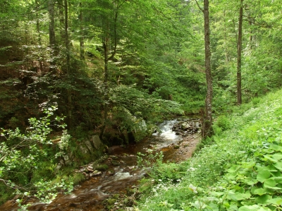Naturwald (Symbolbild)