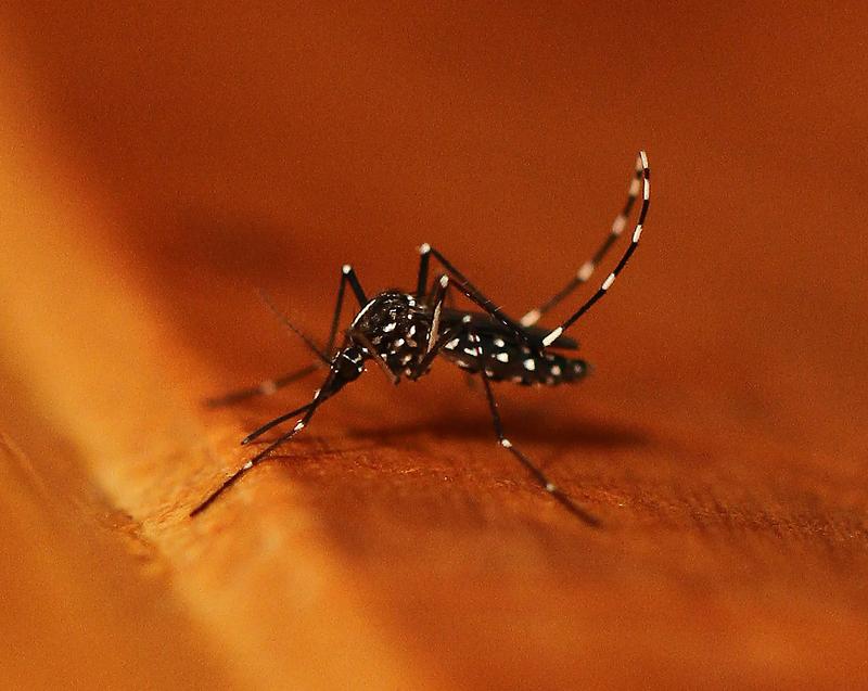 Aedes albopictus
Quelle: Dr. Doreen Werner (idw)