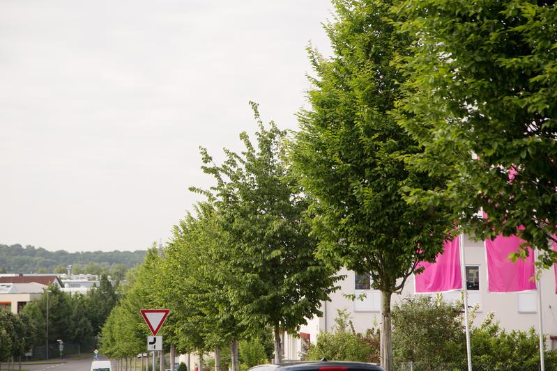 In Würzburg stehen die Bäume von morgen schon heute am Straßenrand. Rund 235 Bäume wurden im Projekt „Stadtgrün 2021“ gepflanzt und werden nun auf ihre Trockenstresstoleranz untersucht. Quelle: Foto: Bayerische Landesanstalt für Weinbau und Gartenbau (idw)