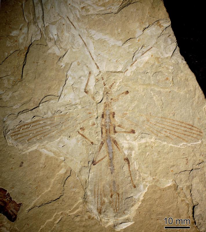 Fossil einer Stabschrecke aus der Jehol-Gesteinsgruppe im Nordosten Chinas.
Quelle: Foto: Capital Normal University, Peking, China (idw)