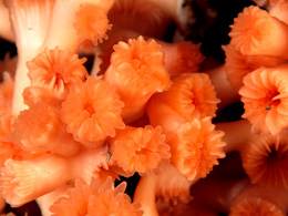 Kaltwasserkorallen im Nordostatlantik Bild: Erling Svenson / WWF-Canon