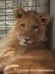 Löwenbaby „Saba“ gerettet. Bild: VIER PFOTEN