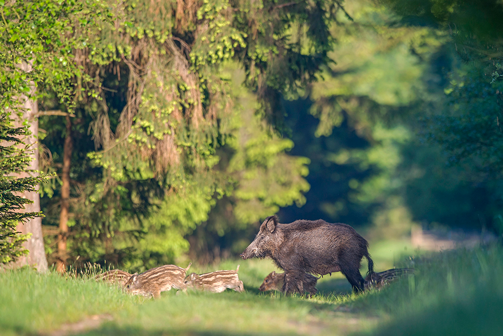 Eine Wildschweinrotte quert die Waldlichtung. Bild: Wildtierschutz Deutschland e.V. Fotograf: Detlef Hinrichts