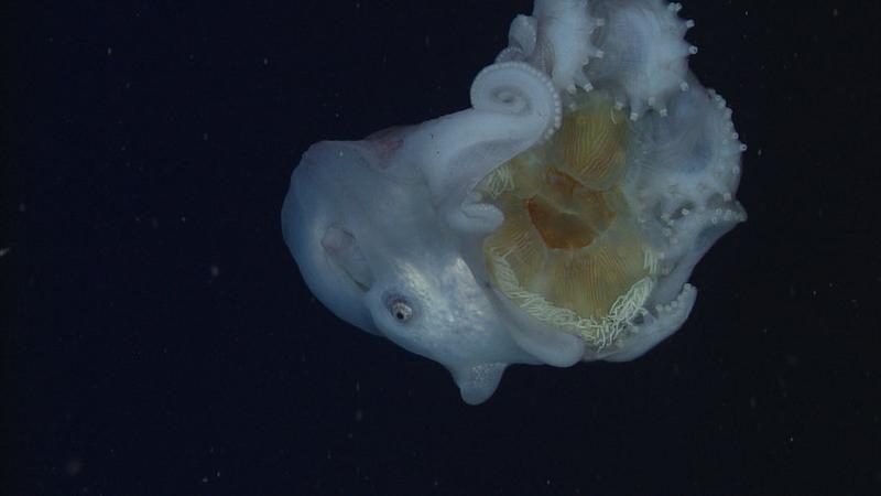 Haliphron atlanticus mit einer Qualle.
Quelle: Foto: MBARI (idw)