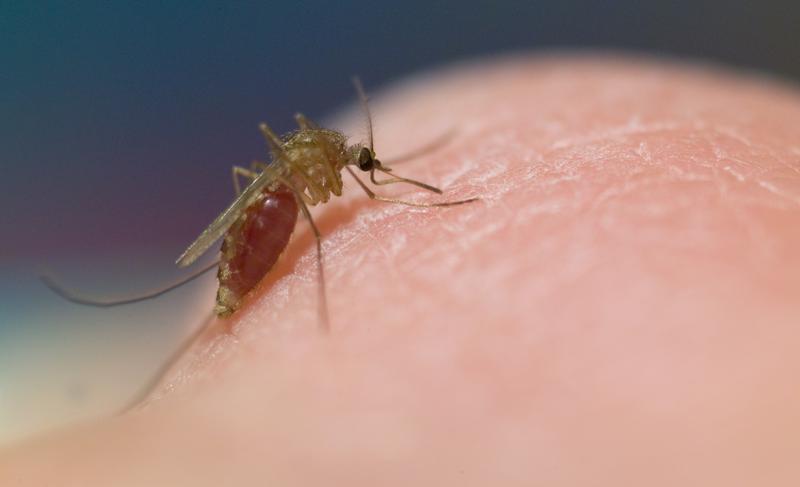 Stechmücken der Unterart Culex. In Zukunft sollen Krebstierchen als natürliche Nahrungskonkurrenten der Mückenlarven eingesetzt werden, um die Mückenpopulationen zu kontrollieren. Auf diese Weise könnte der Einsatz giftiger Insektizide reduziert werden. Foto: André Künzelmann/UFZ