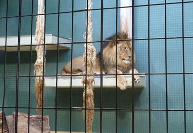Tod und Qual: Löwenhaltung im Zoo. Bild: © PETA