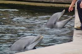 Die hochsensiblen Delfine leiden in Gefangenschaft Bild: PETA