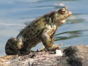Amphibien droht eine miserable Zukunft. Bild: F.Hollenbach/pixelio