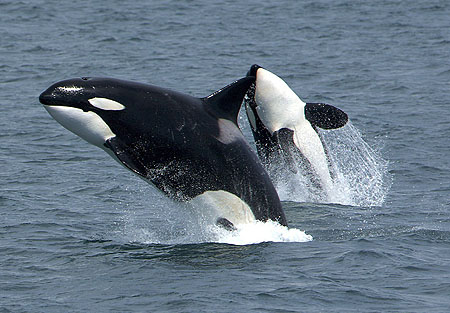 Schwertwale (Orcinus orca)