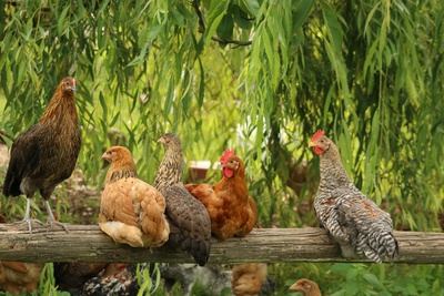 Hühner die weitestgehend leben können, wie sie es wollen (Symbolbild)