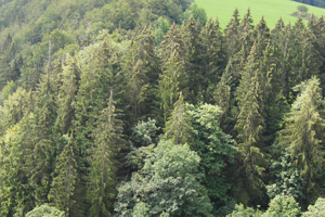 Die Wissenschaftler wollen untersuchen, welche Maßnahmen der Waldbewirtschaftung sich eignen, um Wälder an Umweltveränderungen anzupassen.