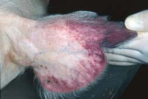 Petechiale Blutungen der Ohrmuschel bei einem an Afrikanischer Schweinepest erkrankten Tier