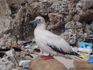 Seevogel: Immer mehr von ihnen ersticken an Plastikmüll. Bild: csiro.au