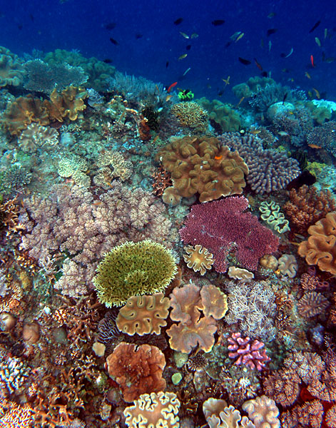 Korallenriff an der Nordküste von Osttimor mit Stein- und Lederkorallen