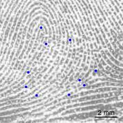 Fingerabdruck einer Person im Alter von zwölf Jahren; spezifische Merkmale sind blau markiert. Foto: Uni Göttingen