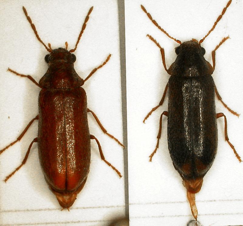 Ernobius Explanatus: rechts das Exemplar aus dem Wetterstein, links das aus Österreich
Quelle: Heinz Bußler, LWF (idw)
